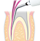 Endodontics/E6 -varios